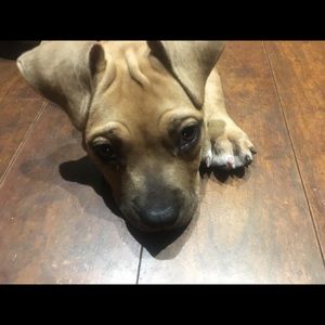 Meet your Posher, Monica